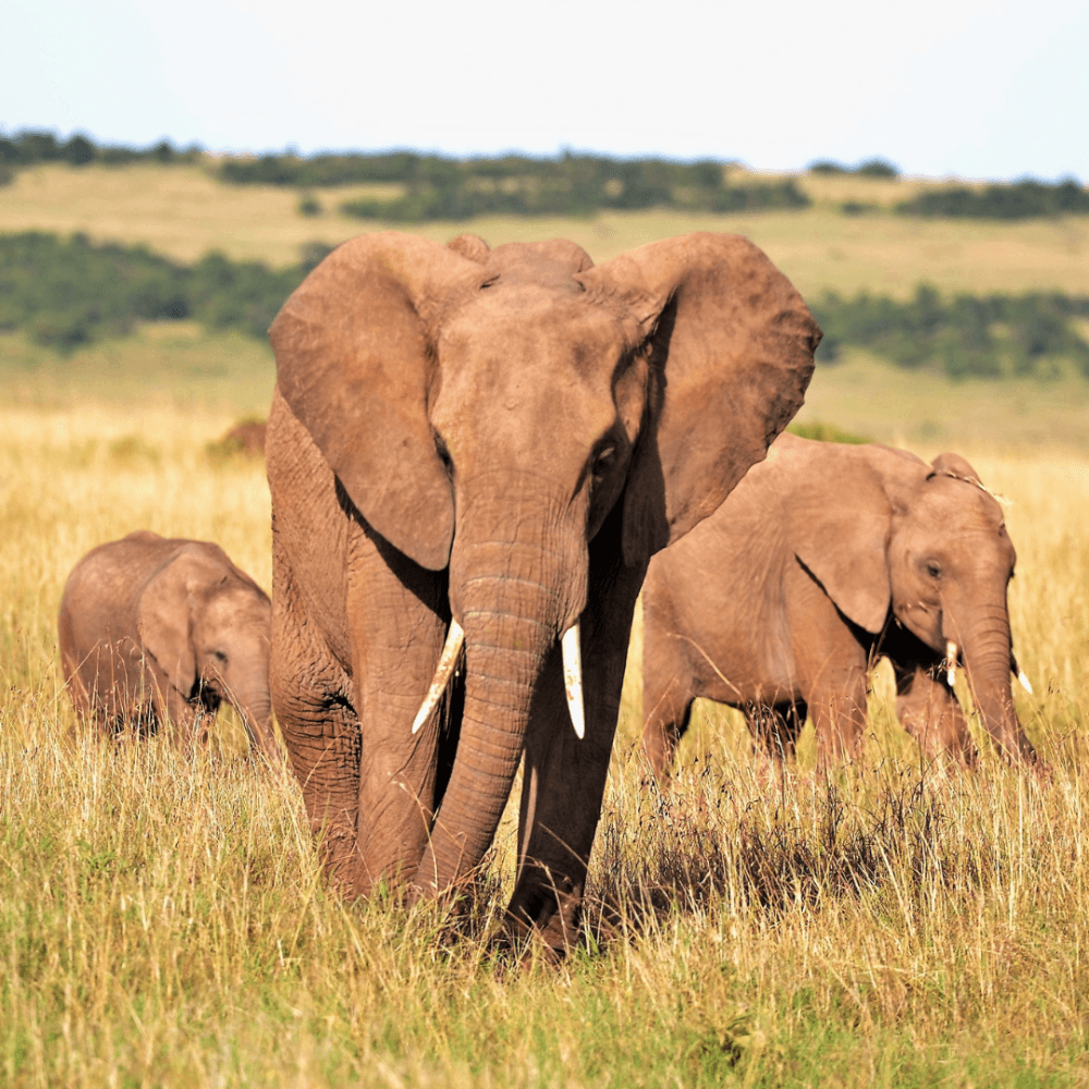 Hunting In África's avatar